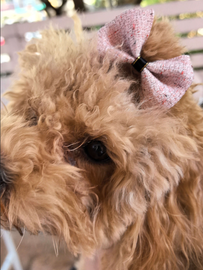 Dog Hair Tie